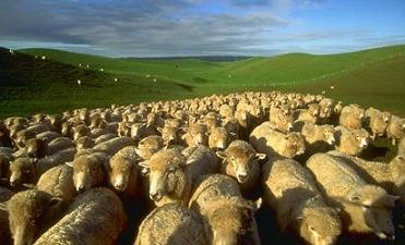 gregge%20di%20pecore.jpg