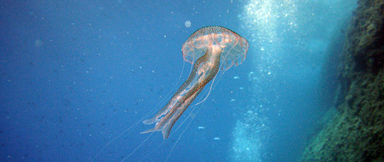 jellyfish.jpg